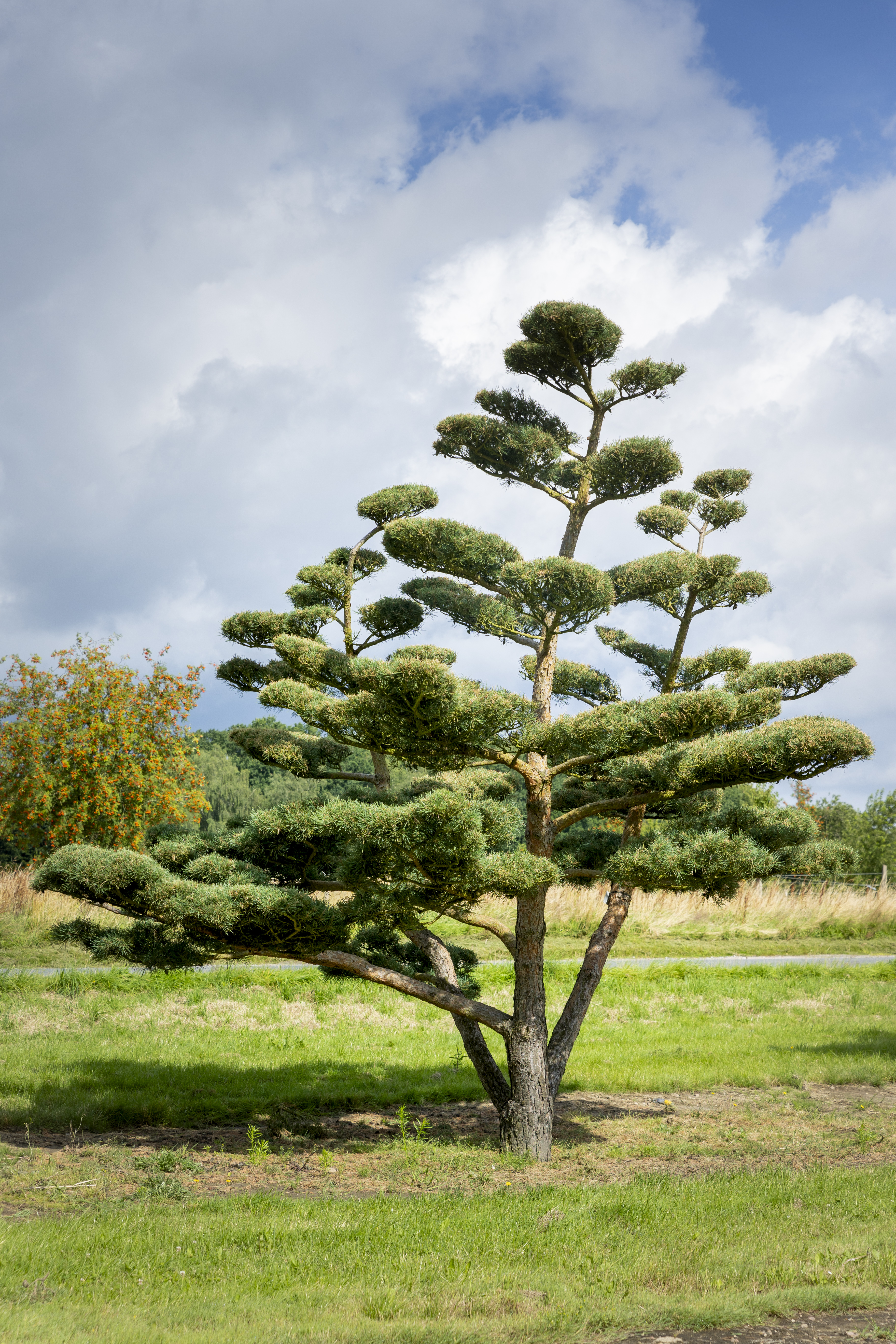 Pinus sylvestris 'Norske Typ' Unikat